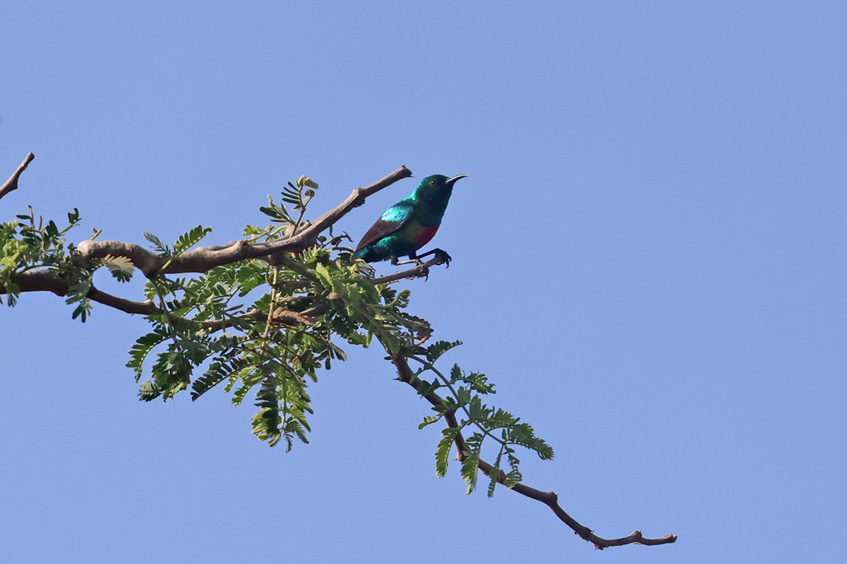 Beautiful Sunbird